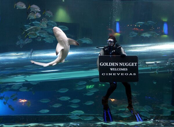 Viesnīcas &quot;Golden Nugget&quot; baseinā ASV uzstādīta stikla caurule, pa kuru var pavizināties. Tai apkārt peld visīstākās haizivis un eksotiskas zivis - Sputnik Latvija