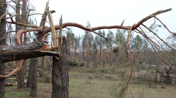 Поваленные деревья - Sputnik Латвия