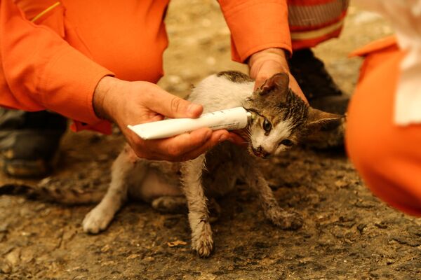 Волонтеры лечат кота, пострадавшего от природных пожаров близ Манавгата. - Sputnik Латвия