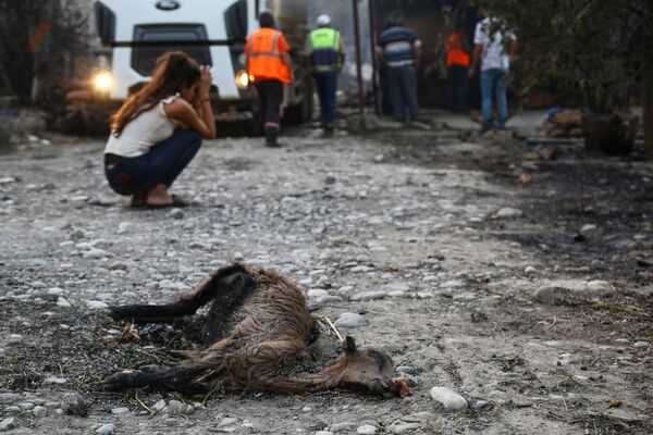 Девушка рядом с телом погибшего от пожара животного в окрестностях Манавгата. - Sputnik Латвия