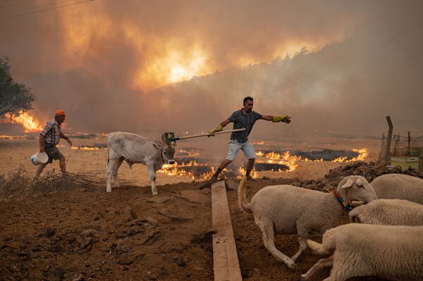 Мужчины ведут домашний скот во время природных пожаров в городе Мугла. - Sputnik Латвия