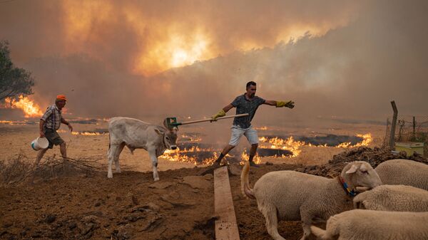 Мужчины со скотом во время природных пожаров в Турции  - Sputnik Латвия