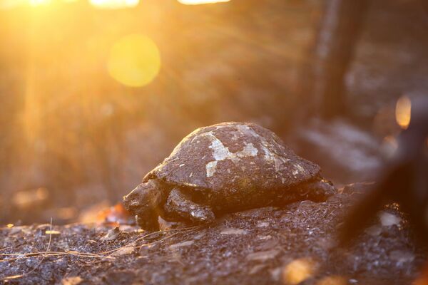 Manavgatas apkaimē notikušajā meža ugunsgrēkā bojā gājušā bruņurupuča mirstīgās atliekas. - Sputnik Latvija
