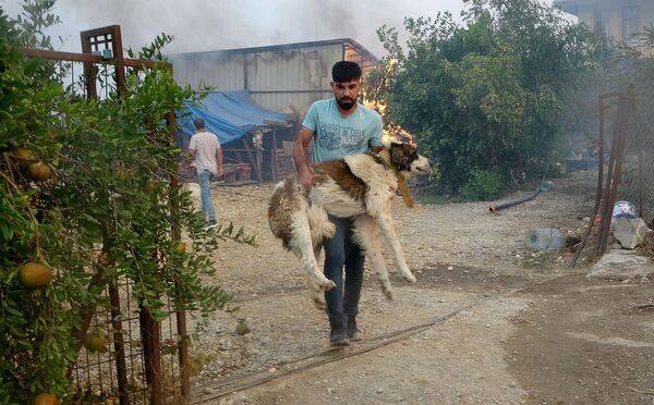 Cilvēks glābj suni no ugunsgrēka Manavgatas apkaimē. - Sputnik Latvija