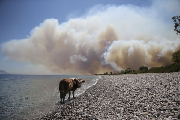 Корова на пляже в ожидании спасения во время природных пожаров у деревни Кокертме. - Sputnik Латвия