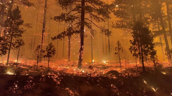 Degošais mežs, Kalifornija, ASV - Sputnik Latvija