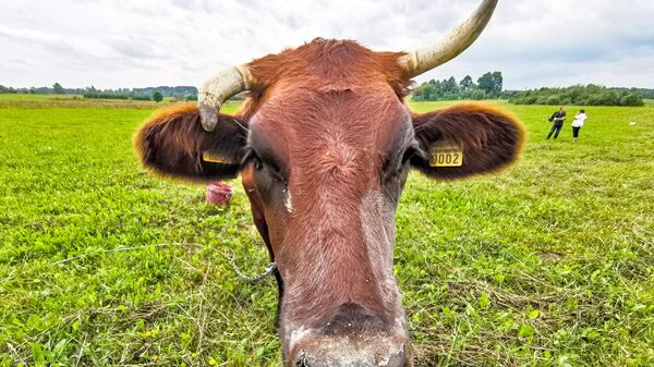 Корова пасется на лугу в Латгалии - Sputnik Латвия