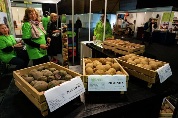 Dažādas Latvijas kartupeļu šķirnes - Sputnik Latvija