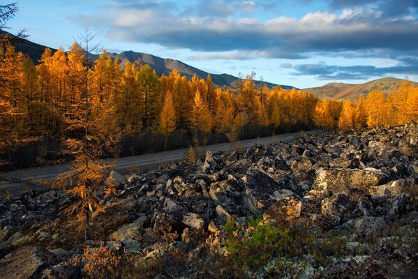 Magadanas apgabalā zelts rotā ne tikai rudeni vien – te ik gadus iegūst apmēram 24,5 tonnas dārgmetāla. Taču pirmatnīgā daba ir vēl skaistāka. Skarbais novads ar īsto vasaru (jūnijs vēl ir pavasaris) un zelta rudeni augustā un septembrī (drīz beigsies!) piesaista aizvien vairāk ciemiņu. Nesen uzbūvēta jauna tūrisma bāze, ievesti dzīvnieki no Jakutijas. Ceļotāji jau interesējas - Sputnik Latvija