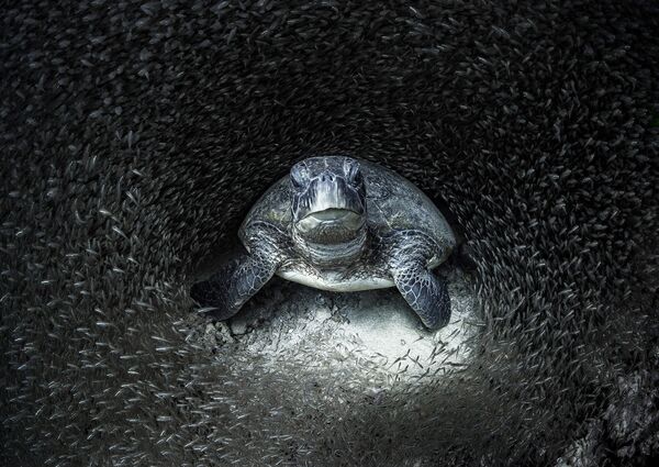 Galveno balvu un gada fotogrāfa titulu izcīnījusi Eimija Jana (Aimee Jan), kam izdevusies fantastiska zaļā bruņurupuča fotogrāfija stikla zivju barā. - Sputnik Latvija