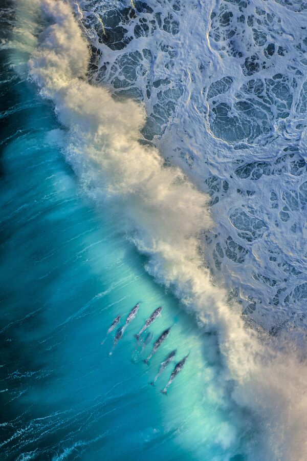 Delfīni rotaļājas ar viļņiem, Austrālijas rietumu daļā. Dzīvniekus izdevās nofotografēt Mihalam Haluvanam (Michał Haluwan). - Sputnik Latvija