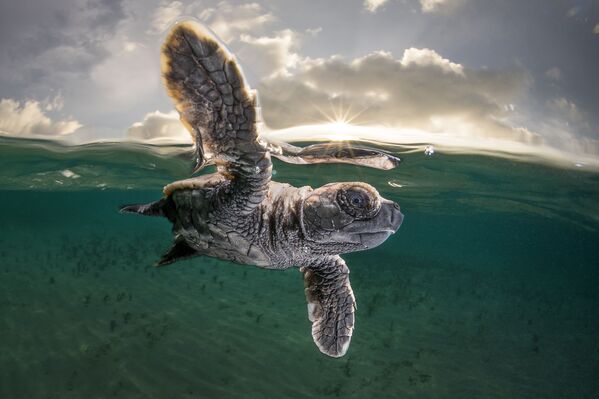 Metijs Smits (Matty Smith) izcīnījis trešo vietu konkursā Ocean Photographer of the Year 2021. Par viņa varoni kļuva nesen no olas izšķīlies bruņurupucēns paceļas no jūras dzīlēm, lai ieelpotu gaisu - Sputnik Latvija
