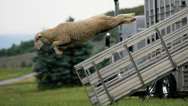 Festivāls &quot;Aitu suņa pārbaude&quot; Jūtas štatā. Populāras ganu suņu sacensības, kurās novērtē ganāmpulka kontroles iemaņas - Sputnik Latvija