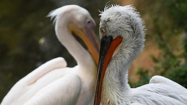 Кудрявый и розовый пеликаны в Московском зоопарке - Sputnik Латвия