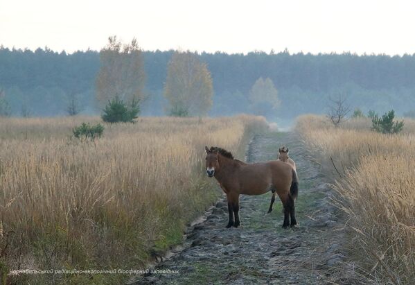 Дикие лошади в зоне отчуждения Чернобыльской АЭС - Sputnik Латвия