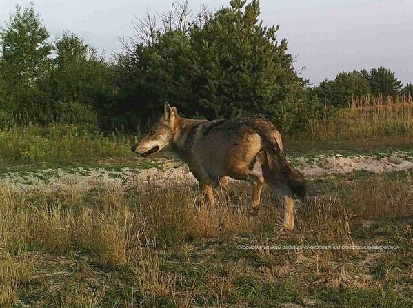 Волк в зоне отчуждения Чернобыльской АЭС - Sputnik Латвия