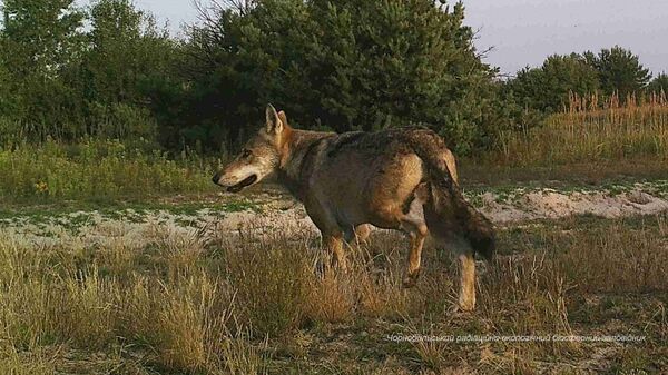 Волк в зоне отчуждения Чернобыльской АЭС - Sputnik Латвия