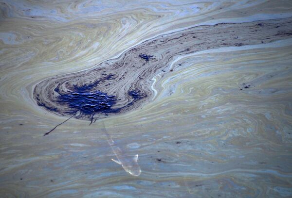 Zivis peld zem naftas plankumiem Talberta šaurumā. Filsēta zivju un citu jūras iemītnieku bojāeja katastrofas rezultātā - Sputnik Latvija