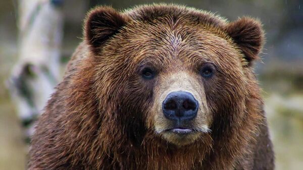 Медведь гризли. Архивное фото  - Sputnik Латвия
