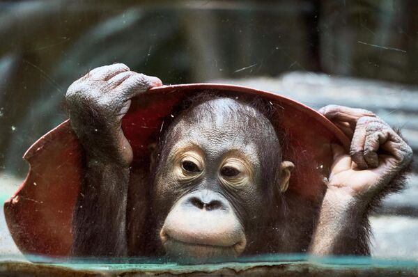 Sumatras orangutana mazulis Maskavas zooloģiskajā dārzā - Sputnik Latvija