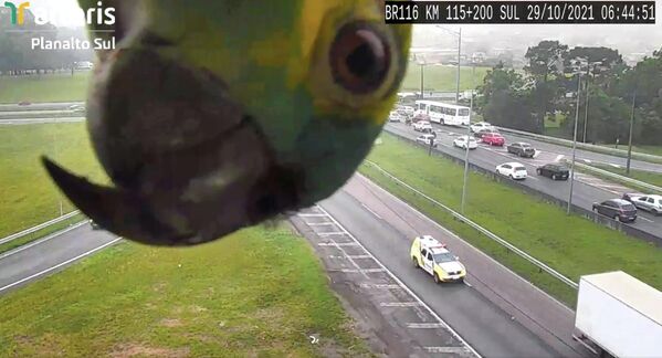 Dzeltenkakla papagailis pēta videonovērošanas kameru Kuritibas pilsētā Brazīlijā - Sputnik Latvija