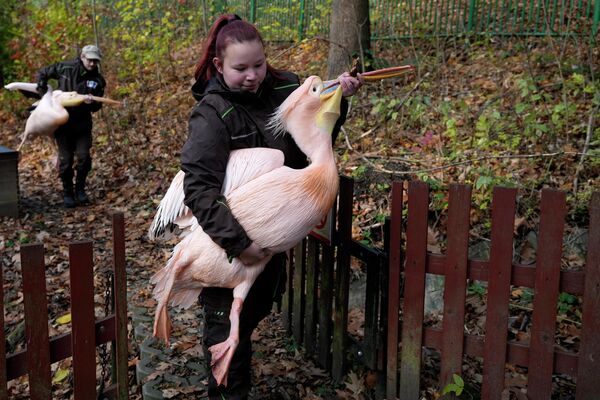 Libercu zooloģiskā dārza darbinieki pārvieto pelikānus uz ziemas mītni - Sputnik Latvija