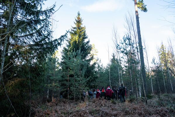 Тирельское лесничество, где выбирали ели, - самое большое в Rīgas Meži - Sputnik Латвия