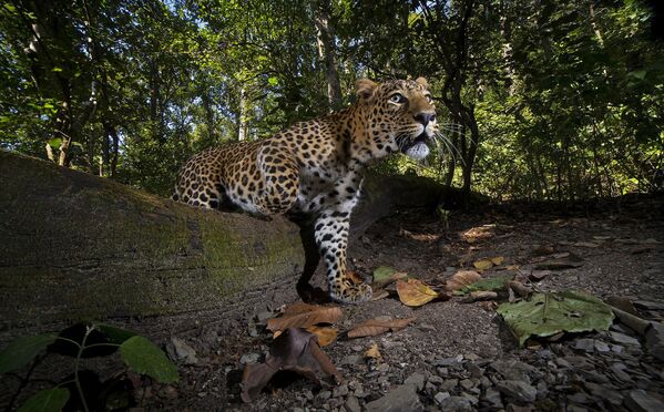 Indijas leopards fotolamatās, kas uzstādītas Korbeta rezervātā Utarakhandā - Sputnik Latvija