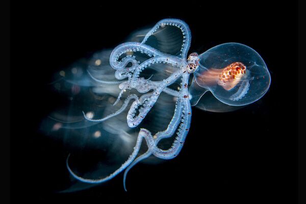 Astoņkājis no Indomalajas arhipelāga - Sputnik Latvija