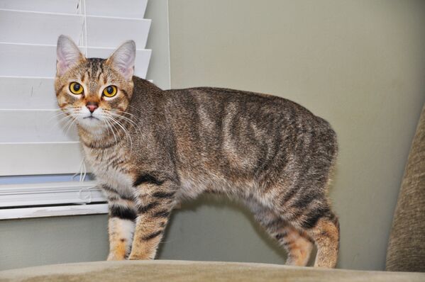 Это годовалый кот Мэнкс, или мэнская кошка. - Sputnik Латвия