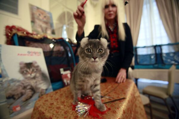 Karolīna Skota no Manhetenas spēlējas ar savu kaķēnu - Sputnik Latvija