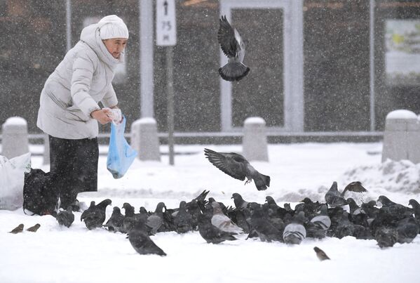 Женщина кормит голубей на одной из улиц в центре Москвы во время снегопада - Sputnik Латвия