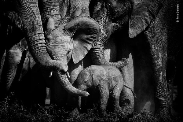 Mīlas saites. Ziloņu bars Ado rezervātā Dienvidāfrikā sastūmis mazuļus grupas vidū, lai pasargātu. Ziloņu savstarpējās saiknes saglabājas visu mūžu - Sputnik Latvija
