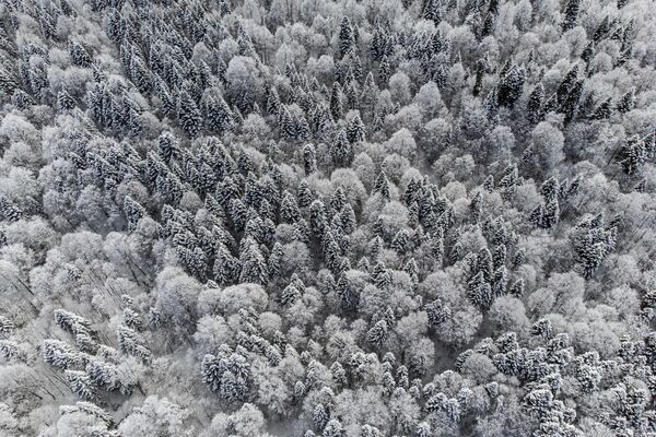 Sniegots mežs, Lago Naki plato Adigejā. - Sputnik Latvija