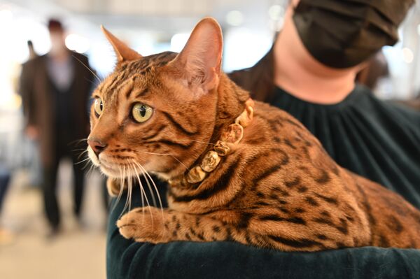 На фото: &quot;модная&quot; кошка с ошейником из янтаря на выставке в Вильнюсе. - Sputnik Латвия