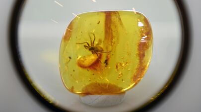 Ювелирная ярмарка "AMBER TRIP" в Вильнюсе