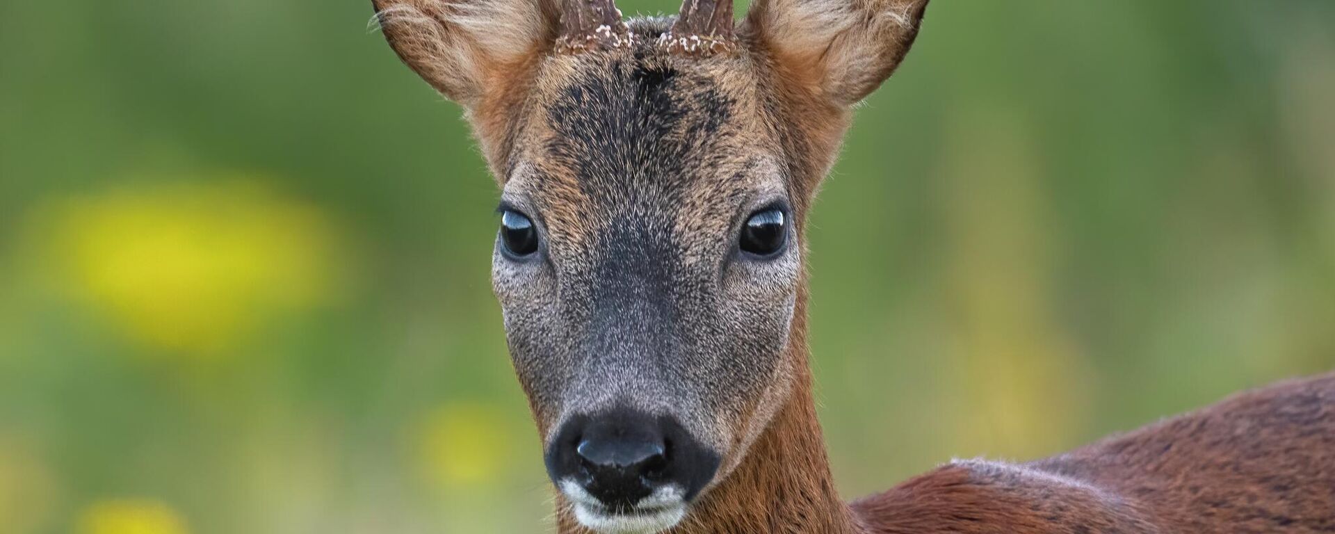 Косуля  - Sputnik Латвия, 1920, 02.05.2022