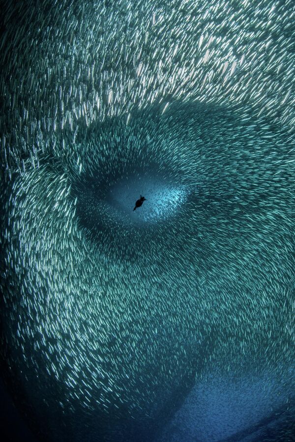 Снимок фотографа Брук Питерсон из США, занявший третье место в конкурсе Ocean Photographer of the Year 2022. Автор сфотографировала ныряющего с прибрежной нефтяной вышки баклана. - Sputnik Латвия