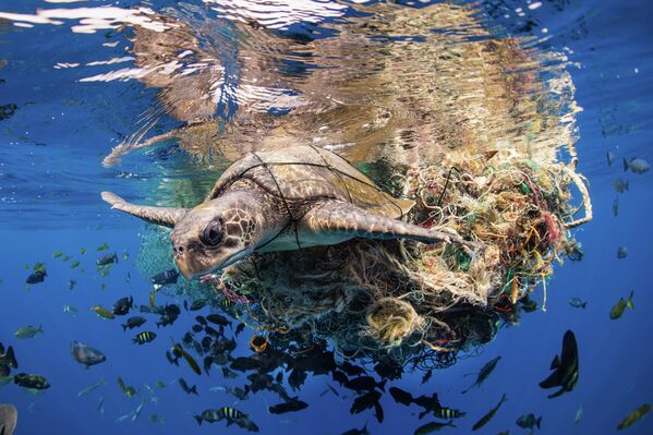 Снимок фотографа Саймона Лоренца, победивший в категории Ocean Conservation Photographer of the Year (IMPACT). На фото - морская черепаха, запутавшаяся в мусоре. - Sputnik Латвия