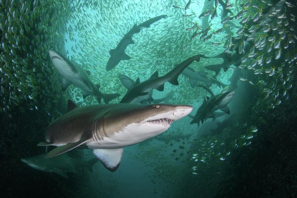 Снимок Николя Реми из Австралии, победивший в категории Conservation Photographer of the Year (HOPE). Стая опасных акул-нянек с острова Фиш-Рок. - Sputnik Латвия