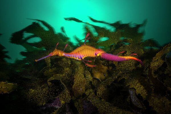 Снимок Матти Смита из Австралии, победивший в категории Portfolio конкурса Ocean Photographer of the Year 2022. Лиственный морской дракон. - Sputnik Латвия