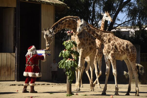 Человек в костюме Санта-Клауса дарит съедобный подарок жирафам в зоопарке в Гватемале. - Sputnik Латвия