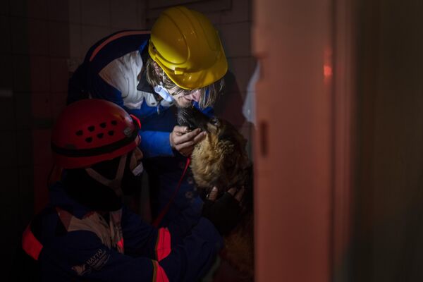 Специальные команды по спасению животных помогают пострадавшим от землетрясения домашним питомцам выбраться наружу. - Sputnik Латвия
