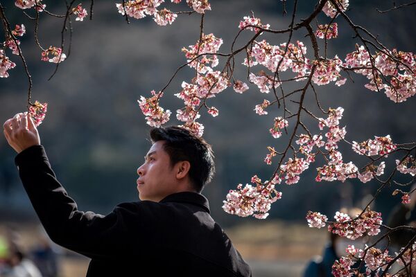 Как правило, цветение вишневых деревьев начинается в Японии в середине марта и длится вплоть до начала мая. Однако в этом году оно началось раньше обычного.  - Sputnik Латвия