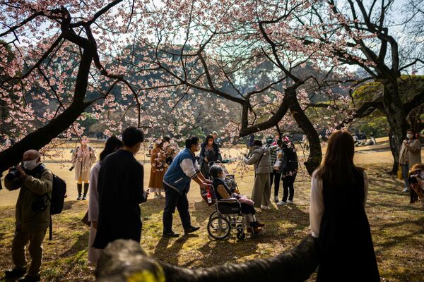 Цветение сакуры - особенное явление, притягивающее и туристов. Они приезжают в Японию в этот период, чтобы полюбоваться этим чудесным зрелищем.  - Sputnik Латвия