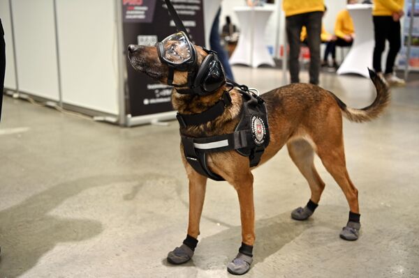 На фото: служебная собака на выставке &quot;Карьера и обучение — 2023&quot;. - Sputnik Латвия