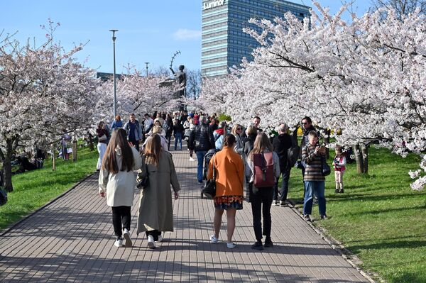 Традиционно цветение сакуры не оставляет равнодушными горожан — многие жители столицы приходят посмотреть на цветущие деревья японской вишни.  - Sputnik Латвия