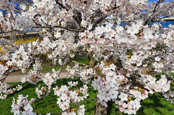 Цветок сакуры в Японии символизирует бренность бытия и скоротечность жизни. Поэтому столь же символичным, как и цветение японской вишни, считает опадение розовых лепестков. - Sputnik Латвия