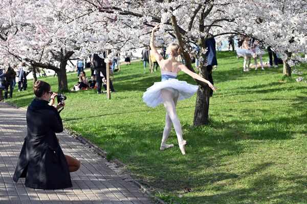 На фото: балерина позирует на фоне цветущей сакуры в Вильнюсе. - Sputnik Латвия