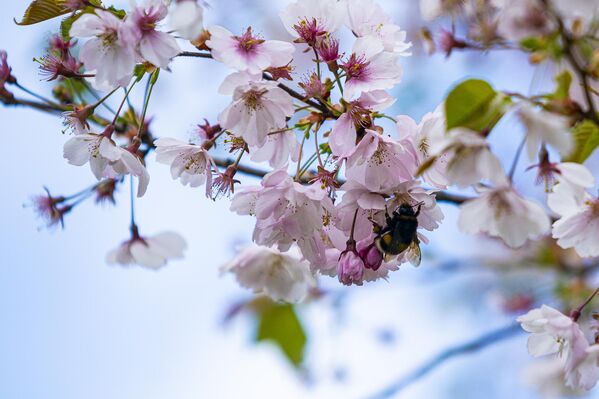 Сакура - декоративная разновидность вишни с пышными розовыми цветами. - Sputnik Латвия